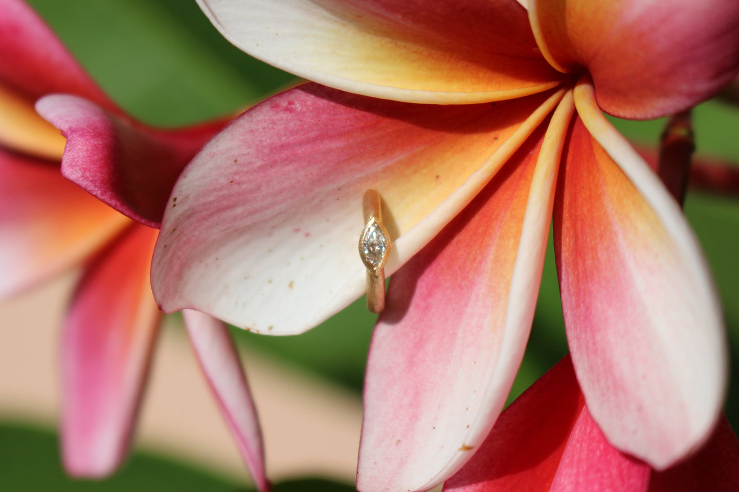 Close-up of a pink and white flower with a marquise diamond huggie on it, against a blurred green background.